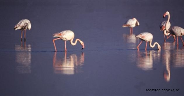 Tanıtkanın Coşku Sergisi İstanbulda